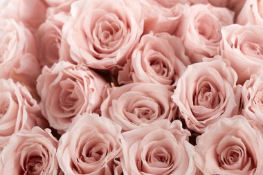 Pembe gül arka planı. Gül demetini kapat.