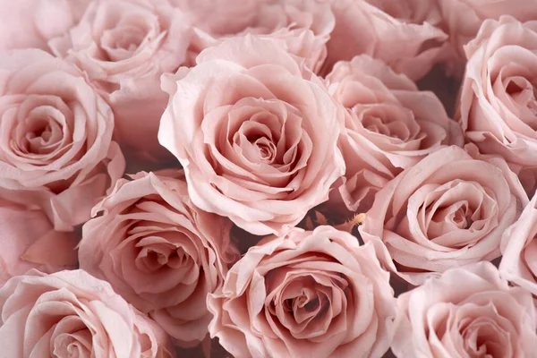 Rózsaszín rózsa háttér. Egy csokor rózsa.. — Stock Fotó