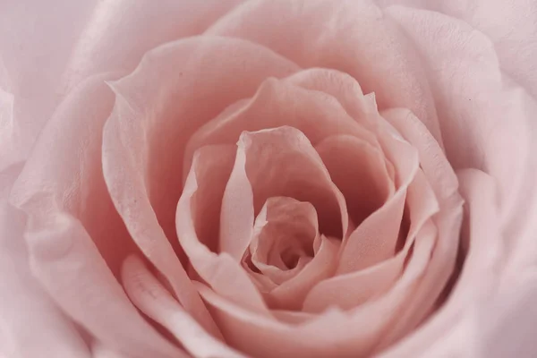 粉色玫瑰背景。收起一束玫瑰. — 图库照片