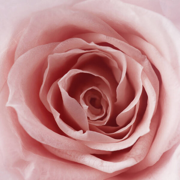 Pink roses background. Close up roses bunch