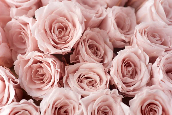 Pink roses background. Close up roses bunch. — Stock Photo, Image