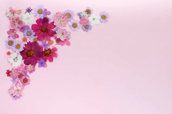 Wild roze bloemen kader op roze achtergrond. Vlakke plaat. — Stockfoto