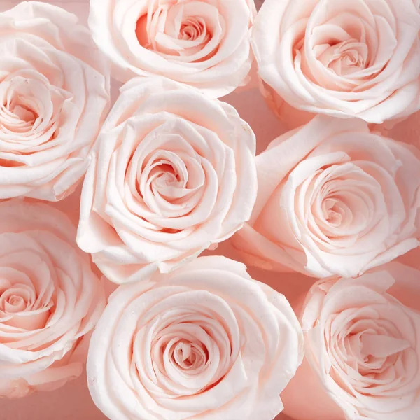 Beautiful pink roses background. Top view. Pastel color style — Stock Photo, Image