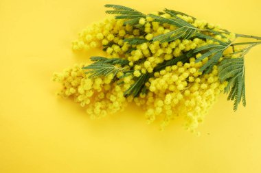 Sarı arka planda Mimose sarı bahar çiçeği brunch 'ı. Üst görünüm