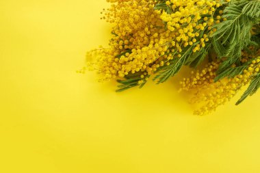 Sarı arka planda Mimose sarı bahar çiçeği brunch 'ı. Üst görünüm