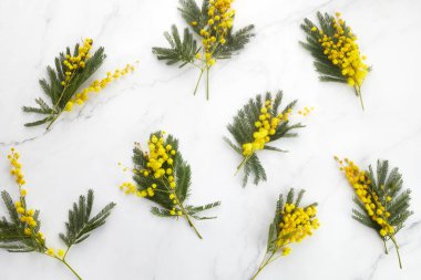 Beyaz arka planda sarı mimoza çiçeği deseni. Üst Manzara. Düz yatıyordu.