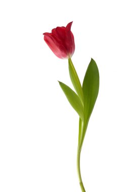 Beyaz arkaplanda izinli kırmızı lale