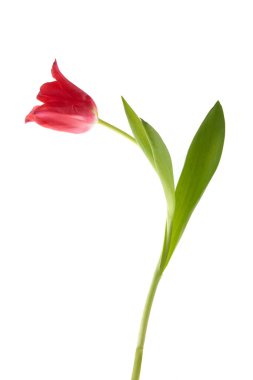 Beyaz arkaplanda izinli kırmızı lale