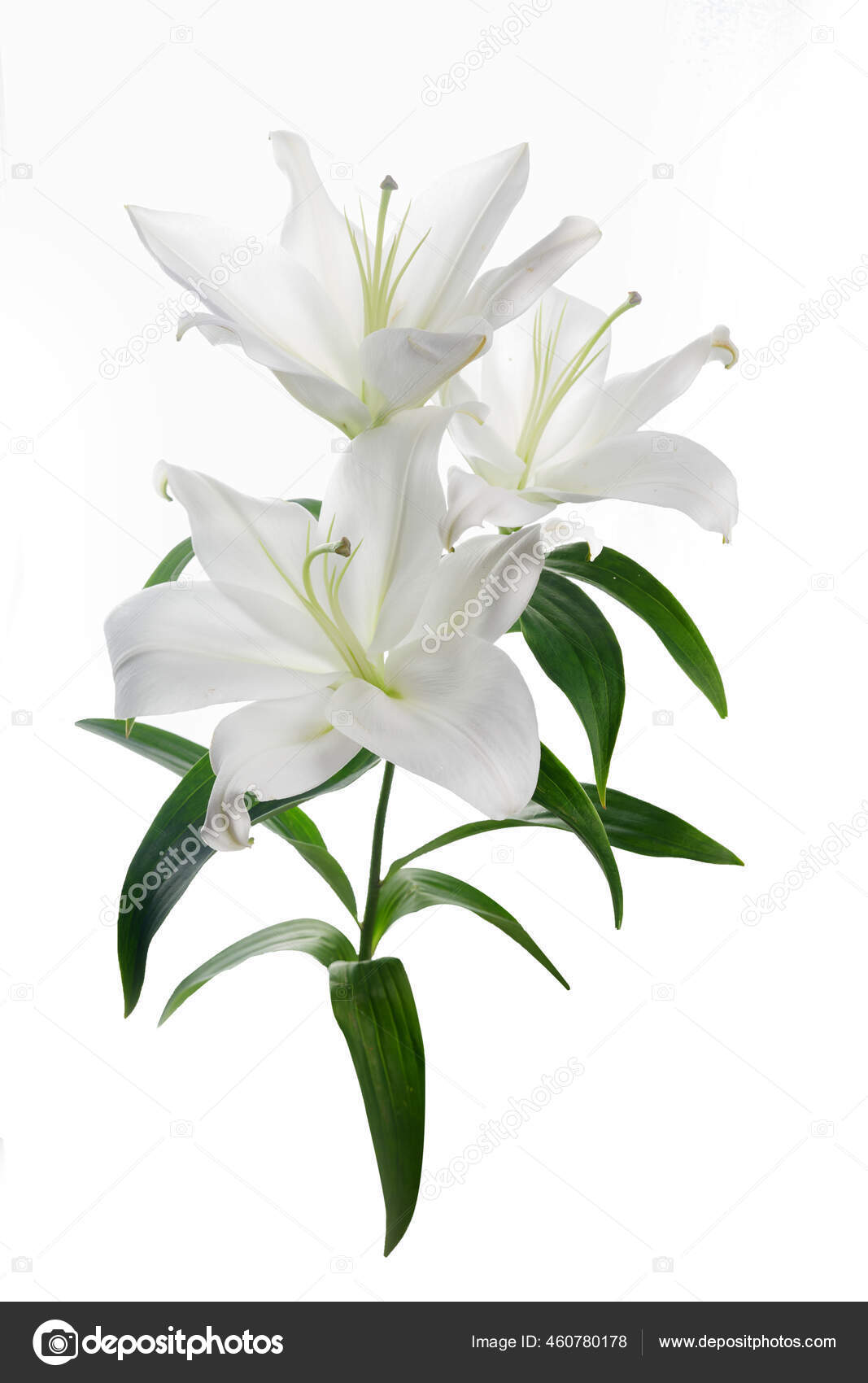 美丽的白色百合花 白色背景 图库照片 C Vetre 美丽的白色百合花 白色背景 图库照片 C Vetre