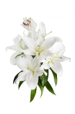 Beyaz arka planda izole edilmiş güzel beyaz zambak.