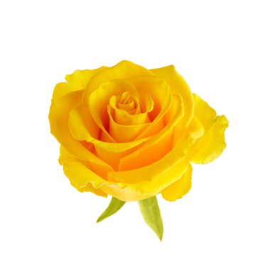 Güzel sarı gül kafası beyaz arka planda izole edilmiş