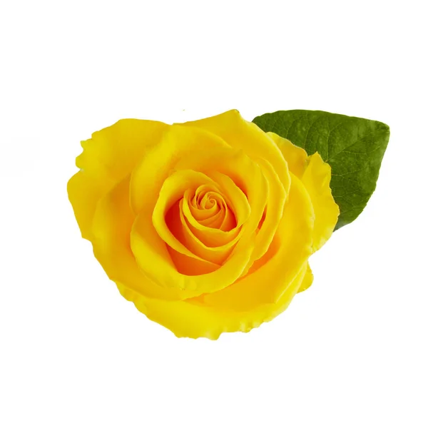 Hermosa rosa amarilla con hojas aisladas sobre fondo blanco — Foto de Stock