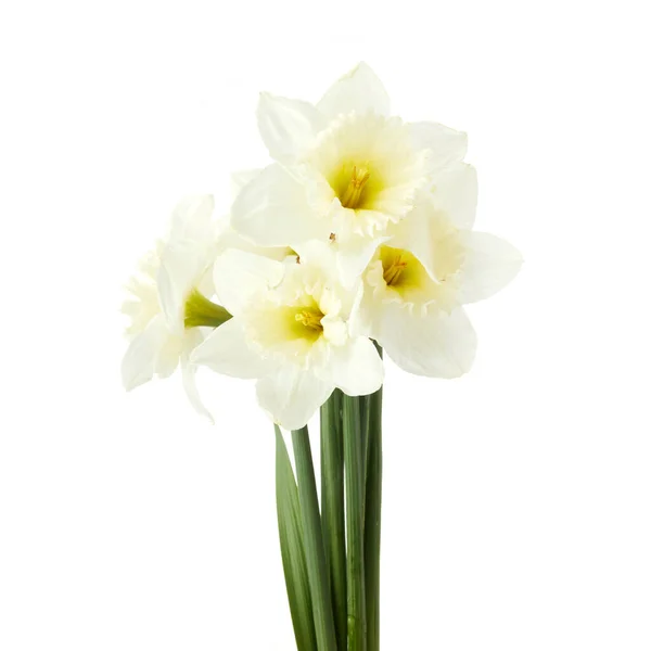 Piękne narcyzy kwiaty izolowane na białym tle, włącznie ścieżka wycinania. — Zdjęcie stockowe