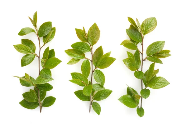 Set van groene boombladeren en takken geïsoleerd op witte achtergrond — Stockfoto