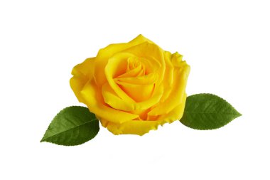Beyaz arkaplanda yaprakları olan güzel sarı bir gül.