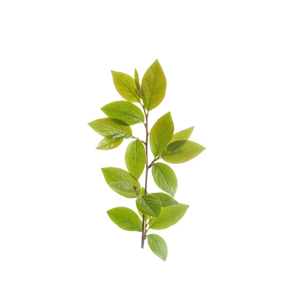 Zweig mit grünen Blättern isoliert auf weißem Hintergrund — Stockfoto