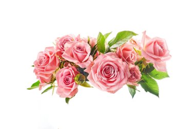 Güzel pembe gül çiçekleri beyaz arkaplanda izole edilmiş.