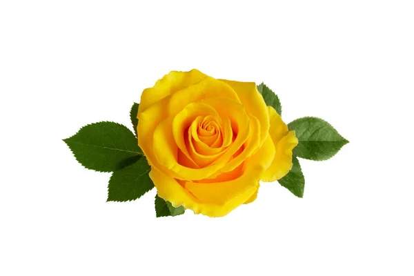 Gyönyörű sárga rózsa levelek elszigetelt fehér háttér — Stock Fotó