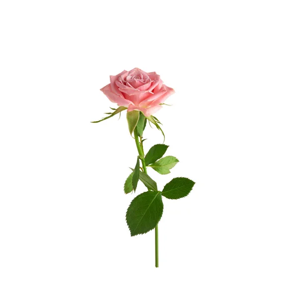 Piękny pojedynczy różowy róż izolowane na białym tle — Zdjęcie stockowe