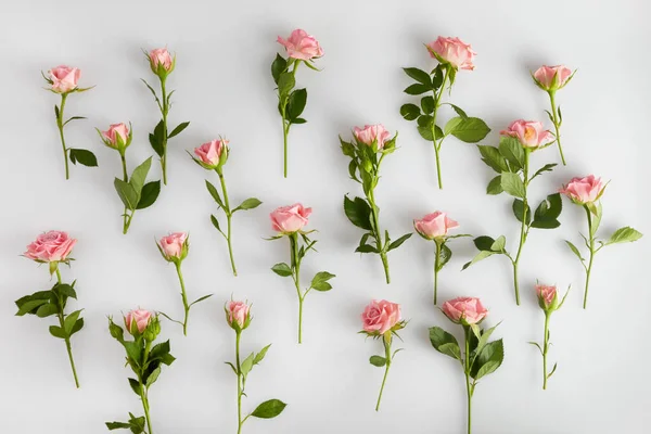 Рожеві троянди на білому тлі. Плоский прошарок . — стокове фото