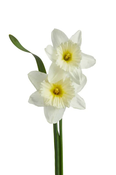 Bellissimi fiori di narciso isolati su sfondo bianco, percorso di ritaglio incluso. — Foto Stock