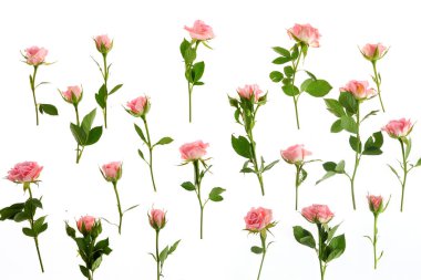 Beyaz arka planda pembe güller. Düz yatıyordu.