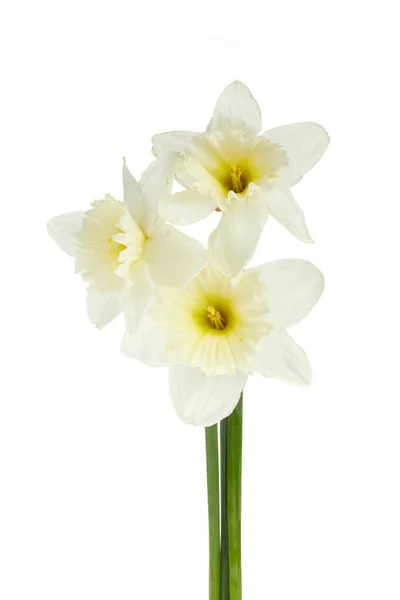 Belles fleurs de narcisse isolées sur fond blanc, chemin de coupe inclus. — Photo