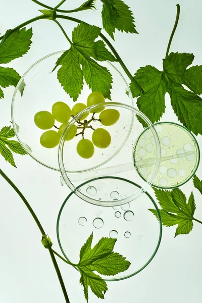 Laboratorio cosmetico astratto. Biocosmetica biologica con olio di semi d'uva e ingredienti vegetali. Vista dall'alto — Foto Stock