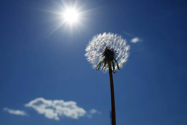 青い空に白いふわふわのタンポポ。夏の植物の丸い頭。自由の概念、未来の夢 — ストック写真