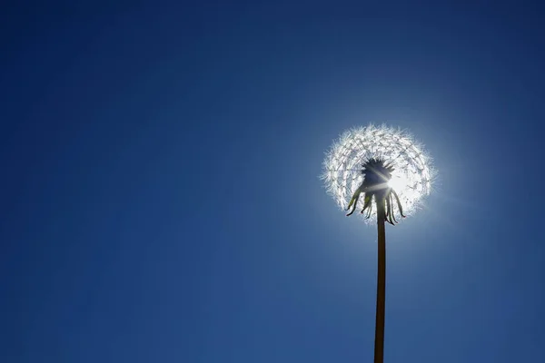 青い空に白いふわふわのタンポポ。夏の植物の丸い頭。自由の概念、未来の夢 — ストック写真