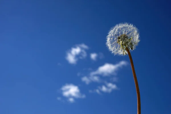 蓝色天空上的一朵白色绒毛蒲公英.一种夏季植物的圆头。自由的概念，对未来的梦想 — 图库照片