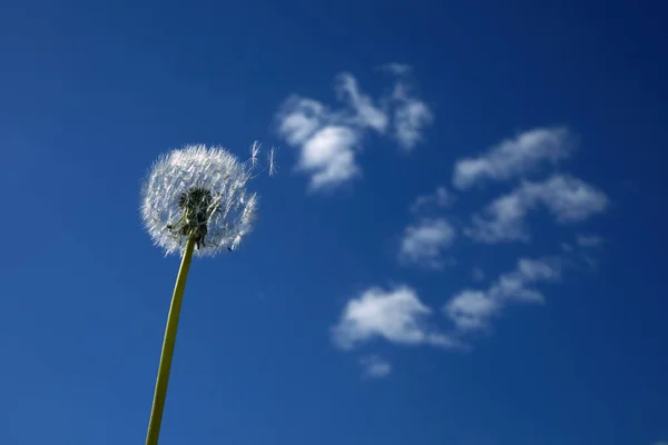 Um dente-de-leão fofo branco no céu azul. Uma cabeça redonda de uma fábrica de verão. O conceito de liberdade, sonhos do futuro — Fotografia de Stock