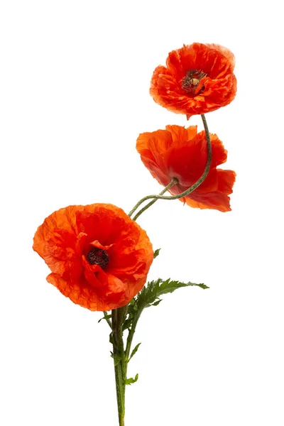 Bright red poppies flowers isolated on white background. — Stock Photo, Image