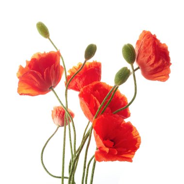 Beyaz arka planda izole edilmiş parlak kırmızı gelincikler.