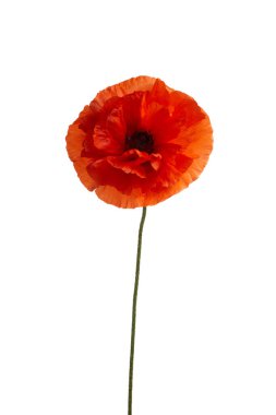 Beyaz arkaplanda izole edilmiş parlak kırmızı gelincik çiçeği.