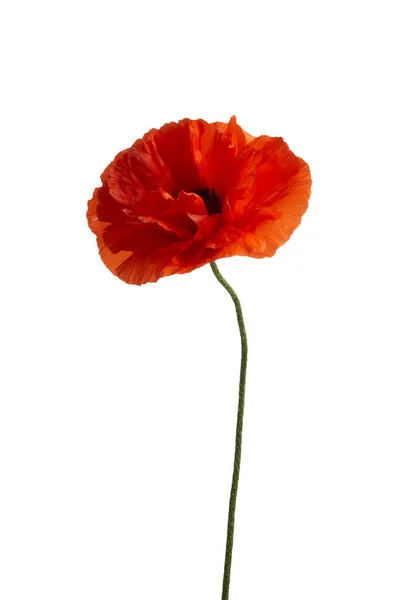 Bright red poppy flower isolated on white background. — Stock Photo, Image