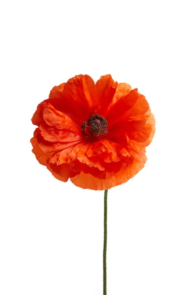 Bright red poppy flower isolated on white background. — Stock Photo, Image