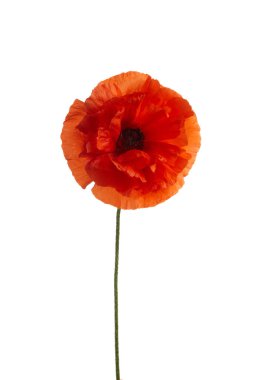 Beyaz arkaplanda izole edilmiş parlak kırmızı gelincik çiçeği.