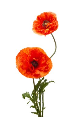 Beyaz arka planda izole edilmiş parlak kırmızı gelincikler.