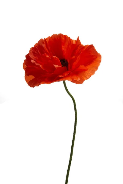 Bright red poppy flower isolated on white background. — Stock Photo, Image