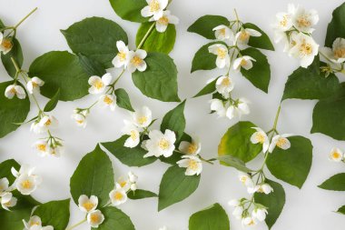 Beyaz arka planda yasemin çiçeği deseni var. Üst manzara, düz uzanma.