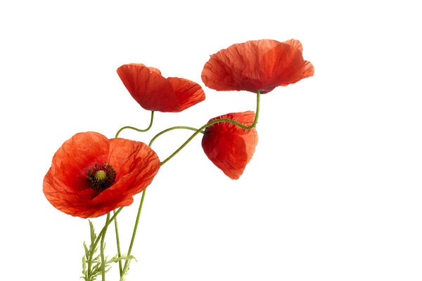 Bright red poppies flowers isolated on white background.