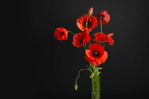 Vibrant red poppies on a black background. Memorial day. — Stock Photo, Image