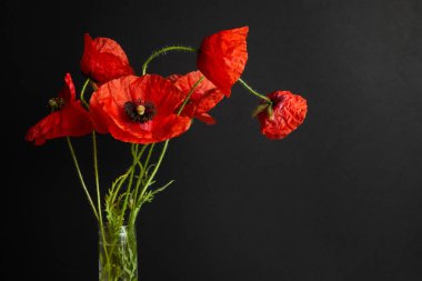 Beyaz arkaplanda izole edilmiş parlak kırmızı gelincik çiçeği.