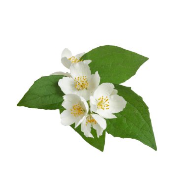 Yasemin beyaz çiçek beyaz arka planda izole