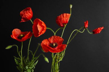 Beyaz arkaplanda izole edilmiş parlak kırmızı gelincik çiçeği.