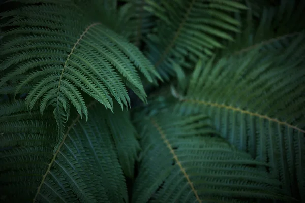 Beautiful background of ferns leaves. Green fern tree growing in summer. Midsummer day background — Stock Photo, Image