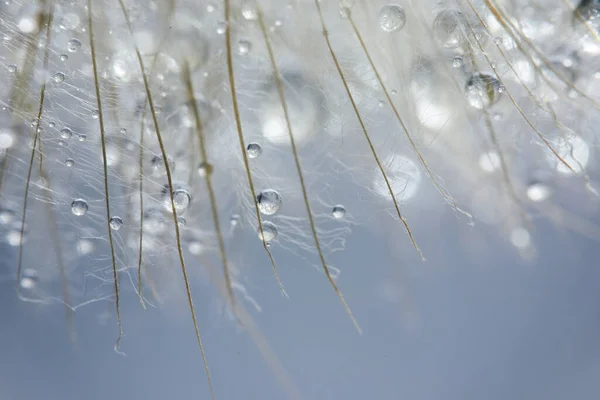 美しい露はタンポポの種に落ちます。美しいソフト背景。マクロ写真. — ストック写真