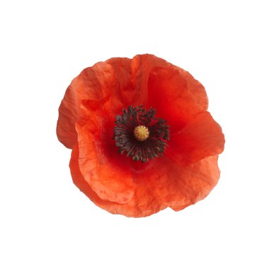 Beyaz arkaplanda izole edilmiş parlak kırmızı gelincik çiçeği.