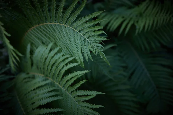 Vacker bakgrund av ormbunkar blad. Gröna ormbunkar växer på sommaren. midsommar bakgrund — Stockfoto